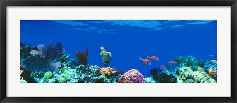 Framed Underwater, Caribbean Sea Print