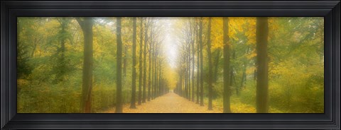 Framed Path Schwetzingen Germany Print