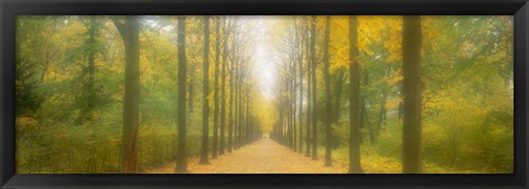 Framed Path Schwetzingen Germany Print