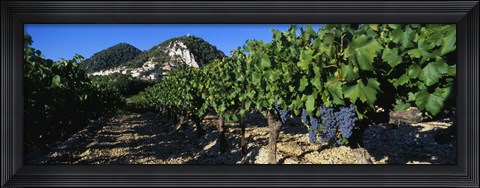 Framed Cote Du Rhone Vineyard, Provence, France Print