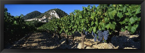 Framed Cote Du Rhone Vineyard, Provence, France Print