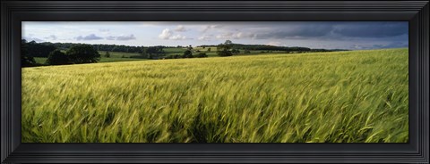 Framed Barley Field, Wales, United Kingdom Print