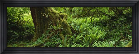 Framed Ferns and vines along a tree with moss on it, Hoh Rainforest, Olympic National Forest, Washington State, USA Print
