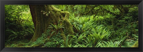 Framed Ferns and vines along a tree with moss on it, Hoh Rainforest, Olympic National Forest, Washington State, USA Print