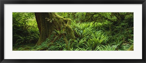 Framed Ferns and vines along a tree with moss on it, Hoh Rainforest, Olympic National Forest, Washington State, USA Print