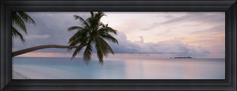 Framed Palm tree, Indian Ocean Maldives Print