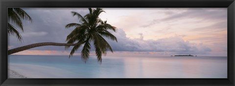 Framed Palm tree, Indian Ocean Maldives Print