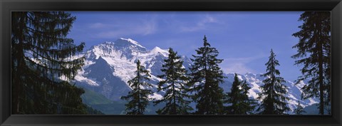 Framed Mountains covered with snow, Swiss Alps, Wengen, Bernese Oberland, Switzerland Print