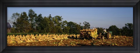 Framed Two people harvesting tobacco, Winchester, Kentucky, USA Print