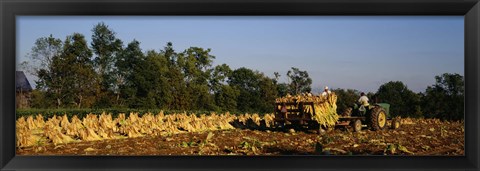 Framed Two people harvesting tobacco, Winchester, Kentucky, USA Print