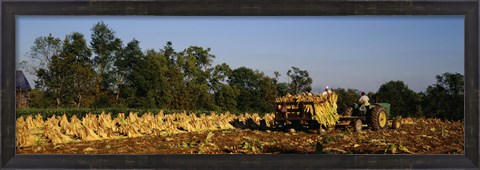 Framed Two people harvesting tobacco, Winchester, Kentucky, USA Print