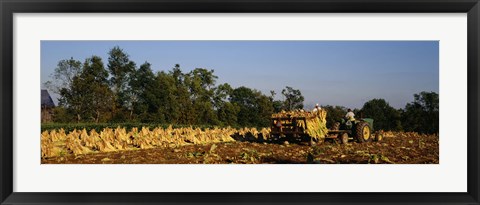 Framed Two people harvesting tobacco, Winchester, Kentucky, USA Print