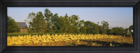 Framed Tractor in a tobacco field, Winchester, Kentucky, USA Print