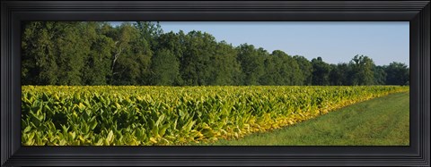 Framed Crop of tobacco in a field, Winchester, Kentucky, USA Print