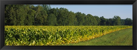 Framed Crop of tobacco in a field, Winchester, Kentucky, USA Print