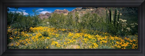 Framed Flowers in a field, Organ Pipe Cactus National Monument, Arizona, USA Print