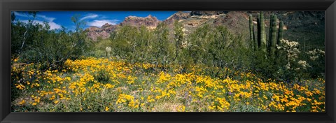 Framed Flowers in a field, Organ Pipe Cactus National Monument, Arizona, USA Print