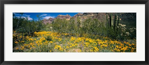 Framed Flowers in a field, Organ Pipe Cactus National Monument, Arizona, USA Print