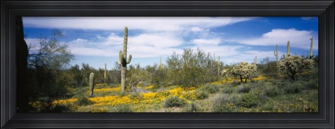 Framed Poppies and cactus on a landscape, Organ Pipe Cactus National Monument, Arizona, USA Print