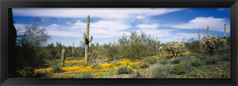 Framed Poppies and cactus on a landscape, Organ Pipe Cactus National Monument, Arizona, USA Print