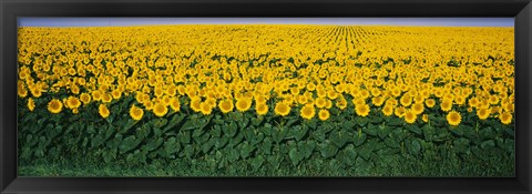 Framed Sunflower Field, Maryland, USA Print