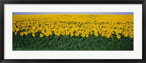 Framed Sunflower Field, Maryland, USA Print