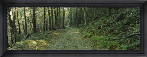 Framed Trees In A National Park, Shenandoah National Park, Virginia, USA Print