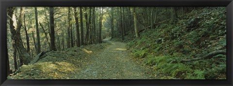 Framed Trees In A National Park, Shenandoah National Park, Virginia, USA Print