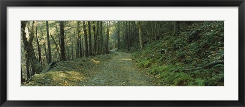 Framed Trees In A National Park, Shenandoah National Park, Virginia, USA Print