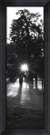 Framed Sunrise, Fog, Woodford Co, Kentucky, USA Print