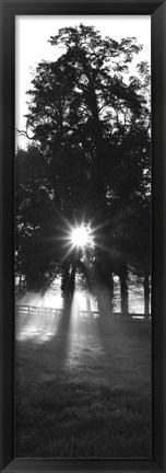 Framed Sunrise, Fog, Woodford Co, Kentucky, USA Print