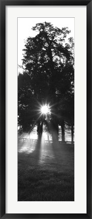 Framed Sunrise, Fog, Woodford Co, Kentucky, USA Print