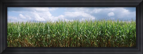 Framed Clouds over a corn field, Christian County, Illinois, USA Print