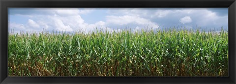 Framed Clouds over a corn field, Christian County, Illinois, USA Print