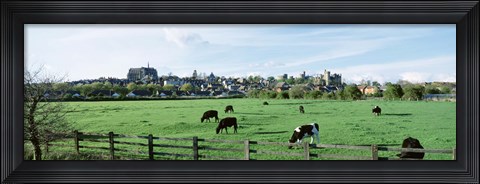 Framed Cows grazing in a field with a city in the background, Arundel, Sussex, West Sussex, England Print