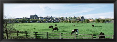 Framed Cows grazing in a field with a city in the background, Arundel, Sussex, West Sussex, England Print