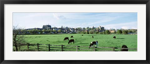 Framed Cows grazing in a field with a city in the background, Arundel, Sussex, West Sussex, England Print