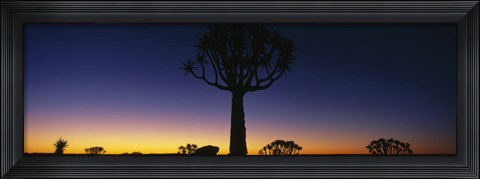 Framed Africa, Namibia, Kokerboom Preserve, Quiver Tree Print