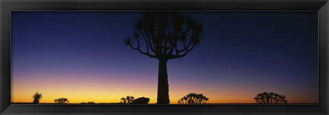 Framed Africa, Namibia, Kokerboom Preserve, Quiver Tree Print