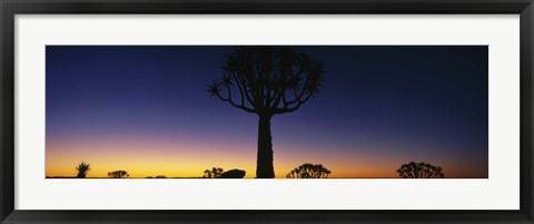 Framed Africa, Namibia, Kokerboom Preserve, Quiver Tree Print