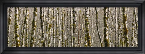 Framed Trees in the forest, Red Alder Tree, Olympic National Park, Washington State, USA Print