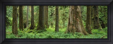 Framed Trees in a rainforest, Hoh Rainforest, Olympic National Park, Washington State, USA Print