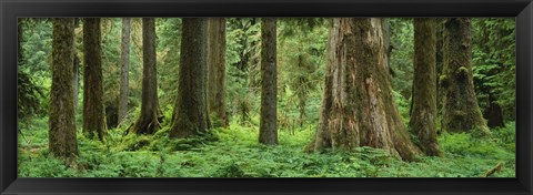 Framed Trees in a rainforest, Hoh Rainforest, Olympic National Park, Washington State, USA Print