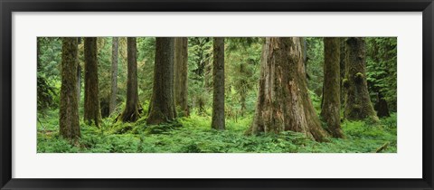 Framed Trees in a rainforest, Hoh Rainforest, Olympic National Park, Washington State, USA Print