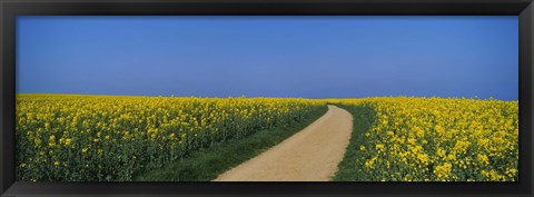 Framed Dirt road running through an oilseed rape field, Germany Print