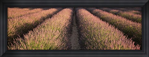 Framed Rows Lavender Field, Pays De Sault Provence, France Print