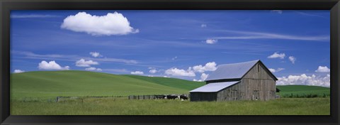 Framed Cows and a barn in a wheat field, Washington State, USA Print