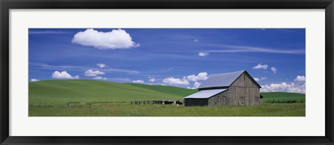 Framed Cows and a barn in a wheat field, Washington State, USA Print