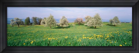 Framed Peartrees Fields Aargau Switzerland Print