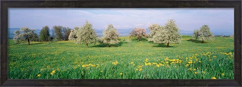 Framed Peartrees Fields Aargau Switzerland Print